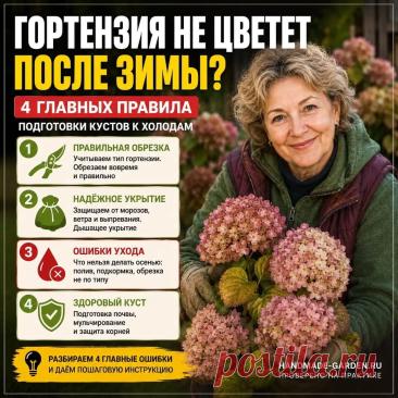4 главных правила подготовки кустов гортензии к холодам