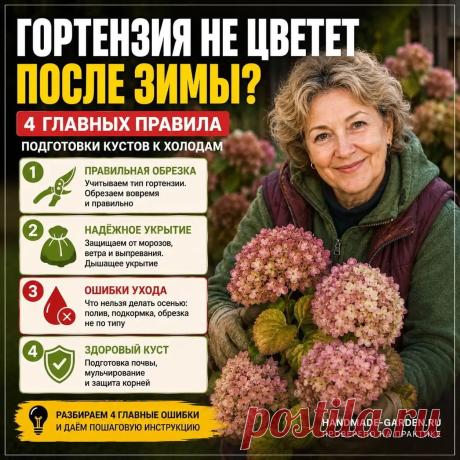 4 главных правила подготовки кустов гортензии к холодам