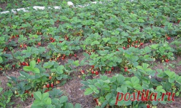 Невозможна пересадка - оздоравливаем грядку!