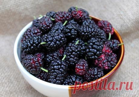 Шелковица при сахарном диабете: листья, плоды, ветки При сахарном диабете 1 и 2 типа шелковица не запрещена. Лиловые ягоды могут служить хорошим перекусом, одновременно насыщая и удовлетворяя потребность в чем-то вкусном и сладком.