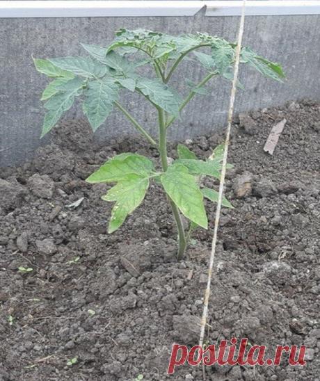 Что делать, если томаты стоят маленькие, хилые, остановились в развитии и никак не хотят идти в рост | Уральский Садовод | Яндекс Дзен