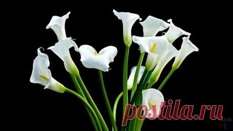 Белые цветы на черном фоне