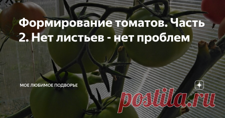 Формирование томатов. Часть 2. Нет листьев - нет проблем Листья - это источник заболеваний, чем быстрее от них избавиться, тем быстрее будут наливаться помидоры