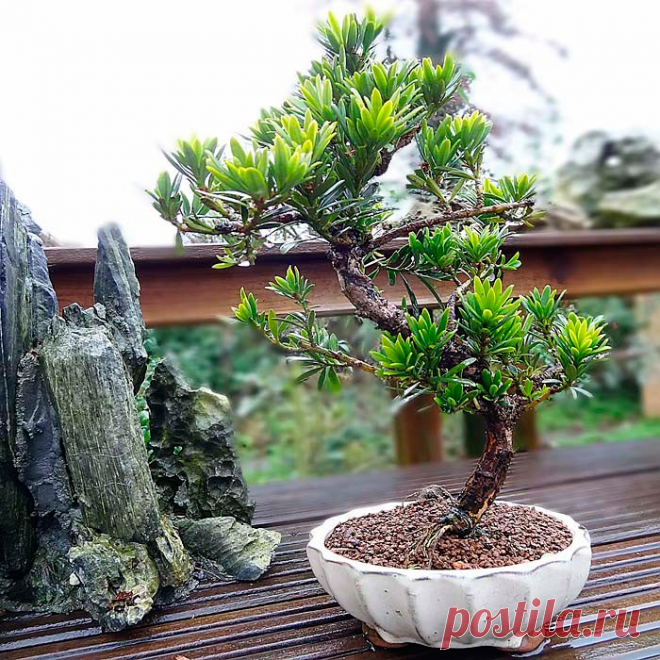 Комнатное растение Ногоплодник (Podocarpus). В культуре поддерживается единственный вид - ногоплодник крупнолистный (P.macrophyllus), родиной которого является территория Китая и юга Японии. В комнатных условиях ногоплодник может вытянуться до 2 м в высоту. Существует компактная разновидность Maki с мелкими листьями.