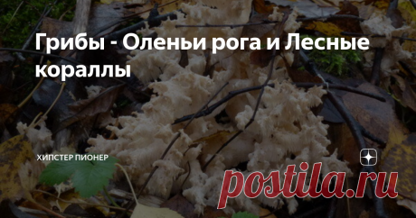 Грибы - Оленьи рога и Лесные кораллы Наверное каждому грибнику, да и просто гуляющему по лесу, встречались эти грибы - маленькие рожки желтого и белого цвета. Обычно они попадаются в малых количествах - весной и осенью.
Мне их показал мой папа. А так как он по первой профессии был лесничим, то он объяснял так - они растут в "грязных" лесах, где давно не убирают старые, полусгнившие стволы. И чаще всего