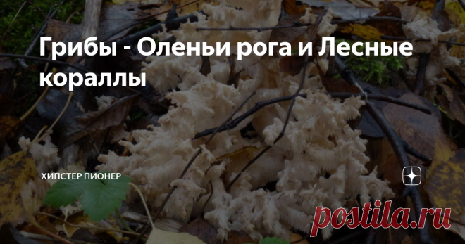 Грибы - Оленьи рога и Лесные кораллы Наверное каждому грибнику, да и просто гуляющему по лесу, встречались эти грибы - маленькие рожки желтого и белого цвета. Обычно они попадаются в малых количествах - весной и осенью.
Мне их показал мой папа. А так как он по первой профессии был лесничим, то он объяснял так - они растут в 