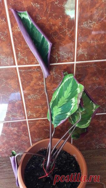 ДОРОГИЕ РЕБЯТА! Отдам цветок Колотея в добрые ручки! МОЖЕТ БЫТЬ КТО НИБУДЬ ЗАБЕРЕТ ЦВЕТОК КОЛОТЕЯ! ЧТО ТО С НИМ НЕ ТО, МОЖЕТ КТО ВЫХОДИТ! КАЛИНИНГРАД,П.А.КОСМОДЕМЬЯНСКОГО Приму росточки такого цветка как на 3м фото)