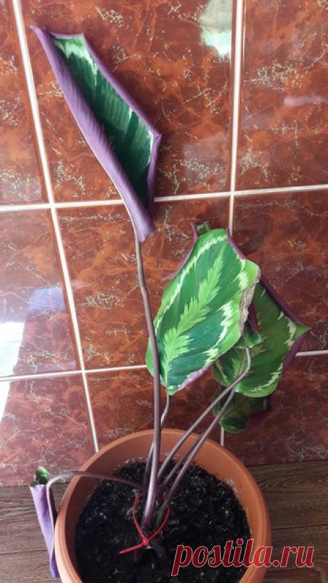 ДОРОГИЕ РЕБЯТА! Отдам цветок Колотея в добрые ручки! МОЖЕТ БЫТЬ КТО НИБУДЬ ЗАБЕРЕТ ЦВЕТОК КОЛОТЕЯ! ЧТО ТО С НИМ НЕ ТО, МОЖЕТ КТО ВЫХОДИТ! КАЛИНИНГРАД,П.А.КОСМОДЕМЬЯНСКОГО Приму росточки такого цветка как на 3м фото)