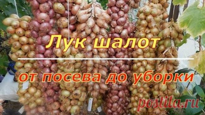 Лук-шалот. От посева до уборки