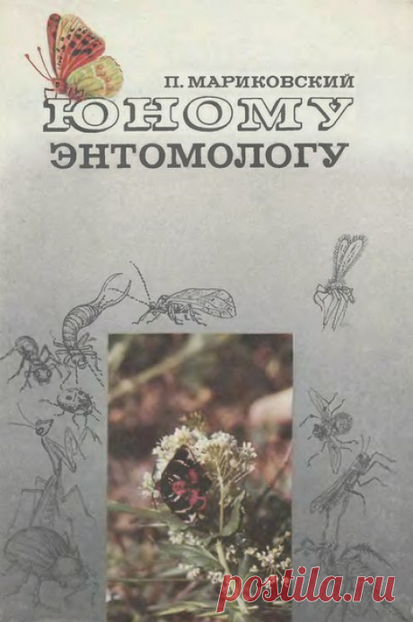 Мариковский П.И. Юному энтомологу : [Для сред. и ст. возраста] / Рис. В. Гребенникова. - 2-е изд. - Москва : Дет. лит., 1978.
Интересная, написанная с любовью книга.
На нашей планете жизнь наиболее богато воплотилась в форме маленьких и всюду окружающих нас насекомых. Их два миллиона видов, больше, чем всех остальных животных да и растений, вместе взятых. Насекомые обладают необыкновенным разнообразием форм, массой различнейших, сложнейших и таинственных приспособлений, ра...