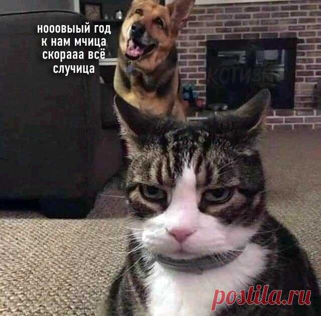 Уморительная подборка новогодних котиков. Смотрите пока нарезаете салаты! 1,5 минуты просмотра заменяют полдня смеха! | Забавный Бим | Яндекс Дзен