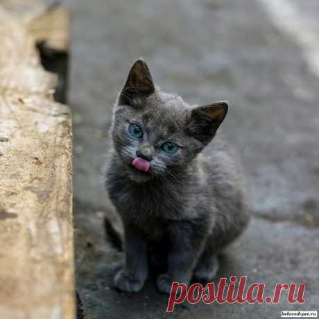 "Не вмешаюсь в природу! Варварство!
Верх жестокости!"...Век кретинизма.
"Всех котят моих заберут! Да с радостью!...
А зачем мне следить за их жизнью?
Есть хозяева. Есть ответственность.
Ну моих-то не выкинут точно...
Ну порода. Без документов, естественно."
Как спокойно вы спите ночью?
Миллионы гибнут на улице,
Сотни тысяч раздавят машинами.
Хочешь денег, тупая курица?
Спи за деньги сама с мужчинами.
Ой, ну что ты! Обидели малость.
Зато вспомнишь, что ты не в сказке.
Да ка...