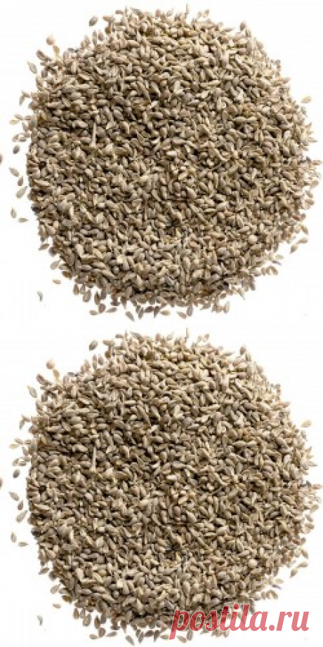 Анис семена купить в Москве | Шеф Орех