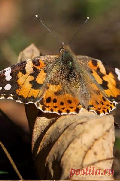 Экология: береги природу! | Животные и растения