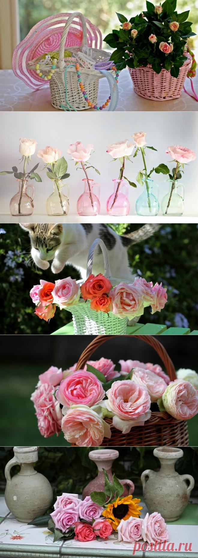 Восхитительные цветы © Elena Di Guardo. 
Восторг
И утреннего солнышка лучи
В росинках самых нежных отразятся
На розах, ярких, как огонь свечи,
Прекрасных, будто бы они нам снятся!
Природного искусства волшебство
Затрагивает душу восхищеньем,
Так нежен каждый чудный лепесток,
Как вечная любовь и всепрощенье.
И каждый раз, при виде нежных роз
Душа не устает им поражаться.
Их совершенство велико всерьез,
Мы рождены, чтоб ими восторгаться!