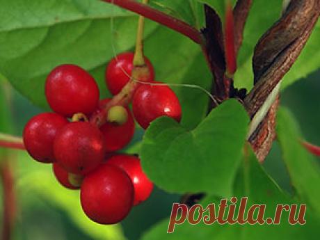 Растение лимонник – посадка и выращивание в саду: фото лимонника, полезные свойства лимонника и противопоказания