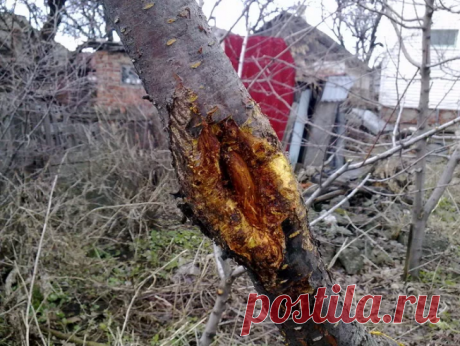 Как вылечить "рану" на плодовом дереве. Рецепт целебного бальзама для дерева | Малахит-Всё про сад и огород | Яндекс Дзен