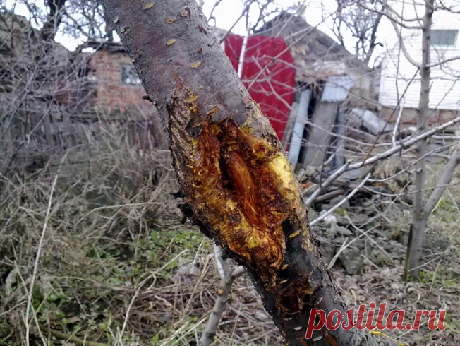 Как вылечить 