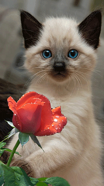 (21) Pinterest