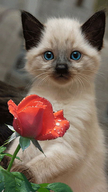 (21) Pinterest