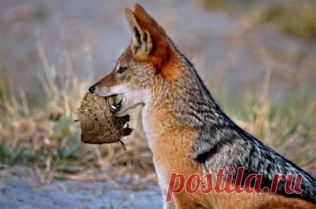 Это Чепрачный шакал.
Вот только не понятно что он собрался делать с этим комочком