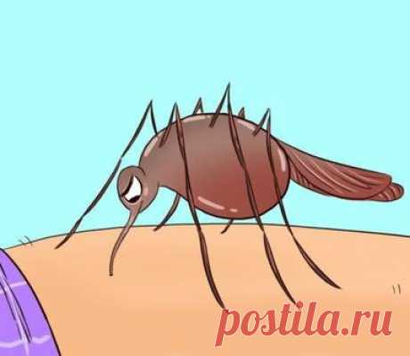 Почему комары выбирают себе жертву, женщин с какой группой крови они кусают чаще