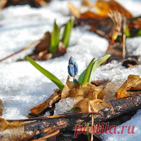 ВЕСЕННЕЕ