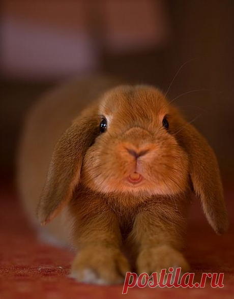 goawaycomeback (kidnapped-by-crows: dailybunny: Via)