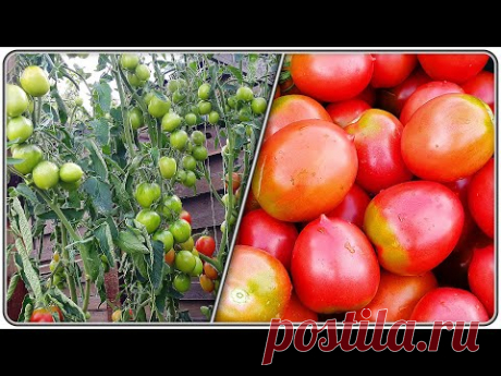 Де Барао розовый