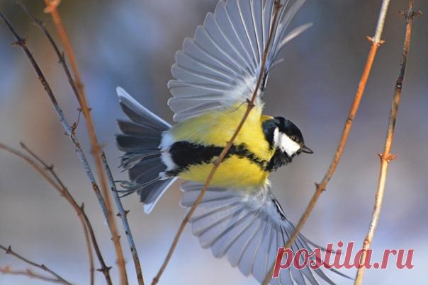 «Прима» Большая синица в солнечный морозный день. Снимал Ариф Нариманов: nat-geo.ru/community/user/47280
