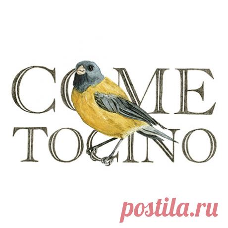 Francisca Mendez - Aves de Chile