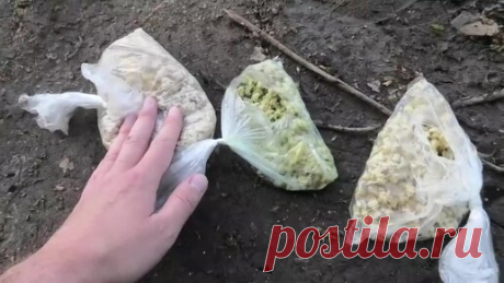 АВТОРСКАЯ ПРИКОРМКА | Опарыша и червя больше не покупаю, теперь делаю перловку со "специальной" добавкой и облавливаю всех рыбаков
