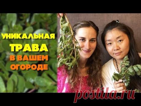 Уникальная трава в вашем огороде | Портулак огородный свойство и применения