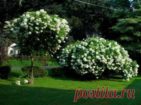 Формирование метельчатой гортензии - &quot;Для Вас&quot;.ru