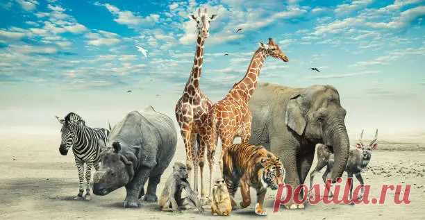 750+ Animal Pictures [HD] | Download Free Images on Unsplash