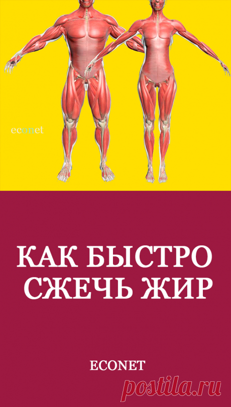Как быстро сжечь жир

Реклама зазывает нас в спортзалы, где мы сможем привести себя в прекрасную физическую форму. А многих людей вы знаете, которые страдали избыточным весом и похудели именно, посещая тренажерный зал? Мы становимся заложниками своих тренировок, когда, бросая заниматься, снова набираем прежний вес. Как же правильно сжигать жир?
