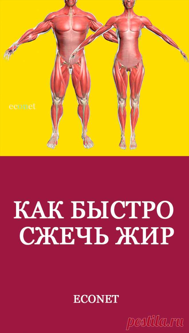 Как быстро сжечь жир

Реклама зазывает нас в спортзалы, где мы сможем привести себя в прекрасную физическую форму. А многих людей вы знаете, которые страдали избыточным весом и похудели именно, посещая тренажерный зал? Мы становимся заложниками своих тренировок, когда, бросая заниматься, снова набираем прежний вес. Как же правильно сжигать жир?