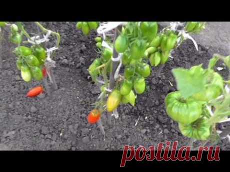 Индетерминантные помидоры после последней обрезки листьев, 7 августа