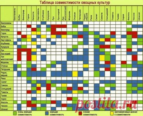 Смешанные посадки и совместимость растений в саду и огороде
