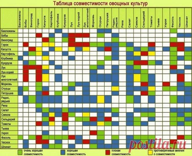 Смешанные посадки и совместимость растений в саду и огороде