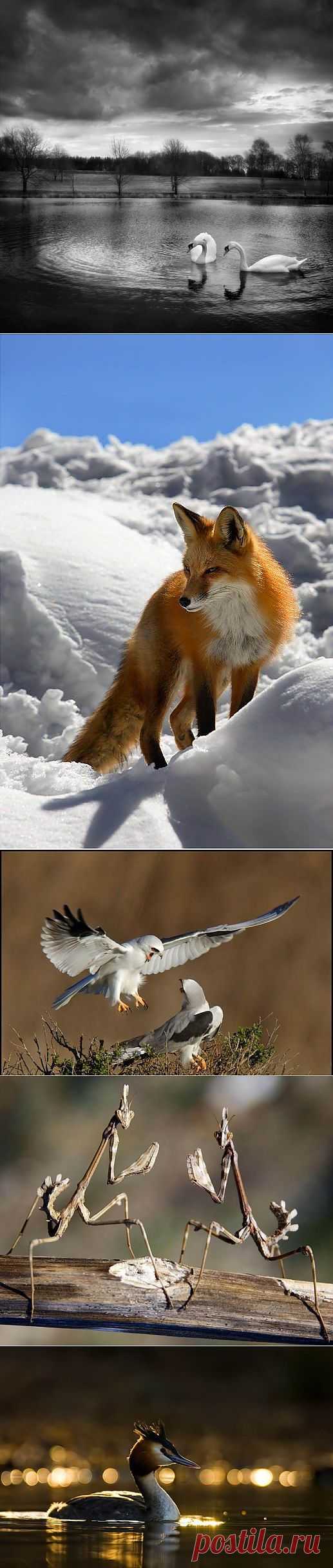 Великолепные моменты из мира животных (60 фото) » RadioNetPlus.ru развлекательный портал