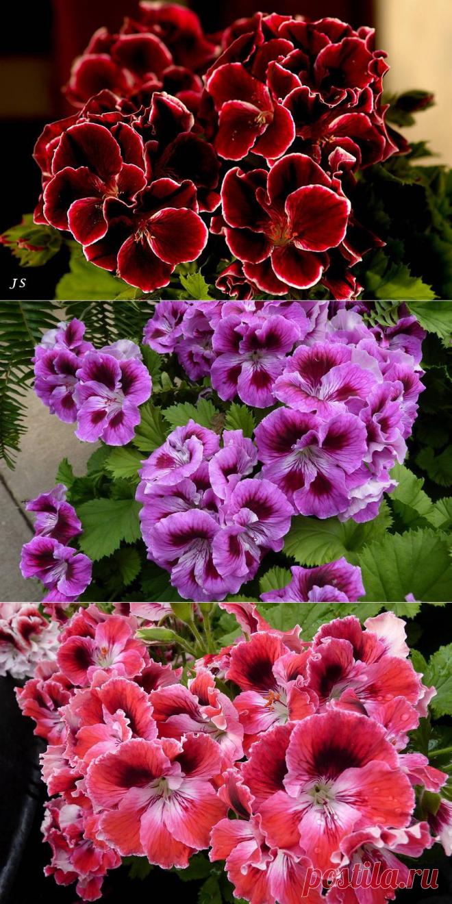 Пеларгония королевская.