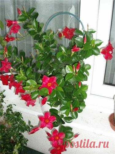 ДИПЛАДЕНИЯ: ОПИСАНИЕ ЦВЕТКА, ВЫРАЩИВАНИЕ, УХОД.