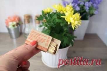 Зачем в горшки с увядающими растениями втыкать спички и как это работает — Дачный участок