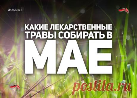 При простуде с повышением температуры и кашлем: 2 ч. л. цветов залейте 1 ст. кипятка, настаивайте полчаса, процедите, отжав сырье. Принимайте по 1 ст. л. 3-4 раза в день за 15 мин до еды.