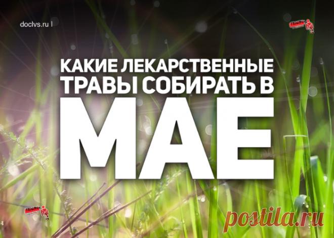 При простуде с повышением температуры и кашлем: 2 ч. л. цветов залейте 1 ст. кипятка, настаивайте полчаса, процедите, отжав сырье. Принимайте по 1 ст. л. 3-4 раза в день за 15 мин до еды.