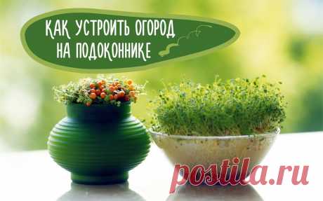 Какую зелень можно вырастить на подоконнике