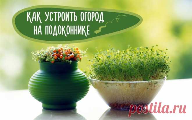 Какую зелень можно вырастить на подоконнике