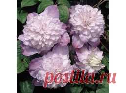 Клематисы купить - интернет магазин в Москве. Продажа саженцев клематиса почтой.