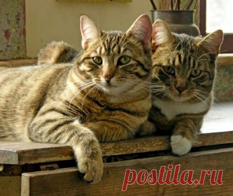 Друзья, которые всегда готовы тебя выслушать